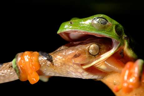 Nature_Photography_Frog