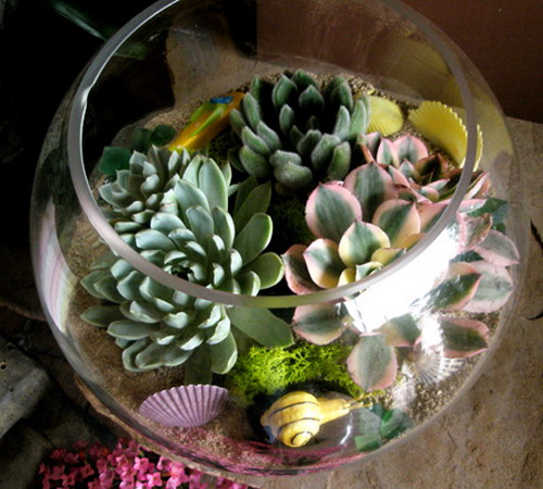 Succulents in glass bowl